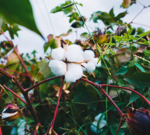 bunch-white-cotton-branch bunch-white-cotton-branch