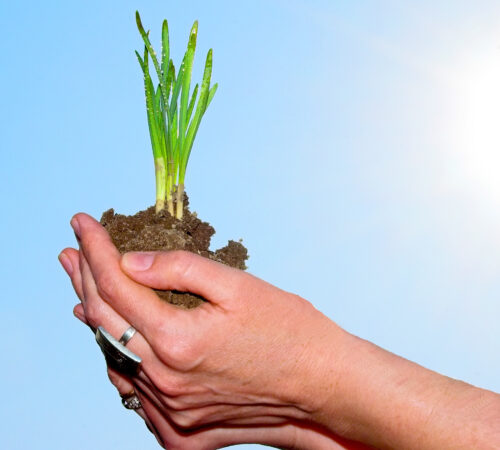 Hand with plant Hand holding a fresh plant