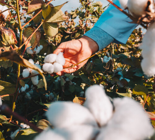 taking-cotton-from-branch-by-farmer taking-cotton-from-branch-by-farmer